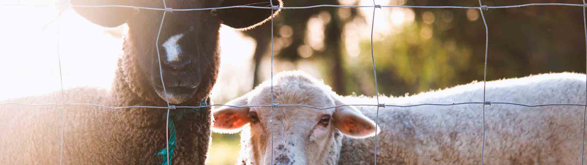 Cercas y Malla Ciclonica en Querétaro